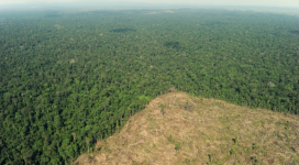 CIFOR’s Peter Holmgren on REDD- “It’s disappeared”