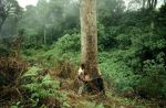 Forest-REDD-Nigeria